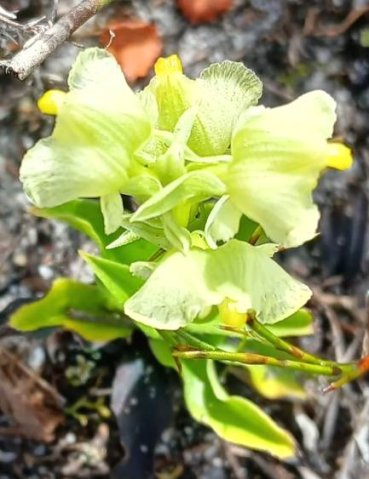 Pterygodium alatum